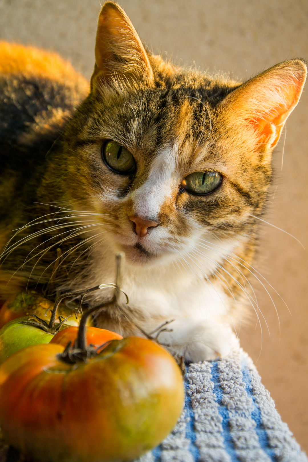 Tomates et chat