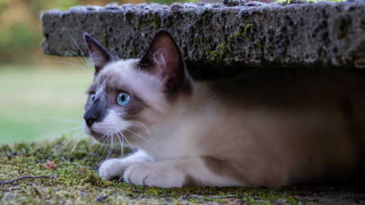 Chaton